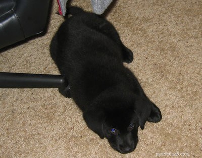 Top Factors to Evaluate Before Bringing a Dog Home