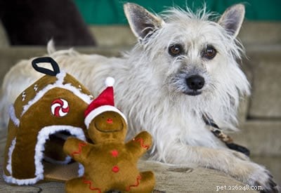 Puppy In Training Timeline – Chapter 4: Raising My Cairn Terrier
