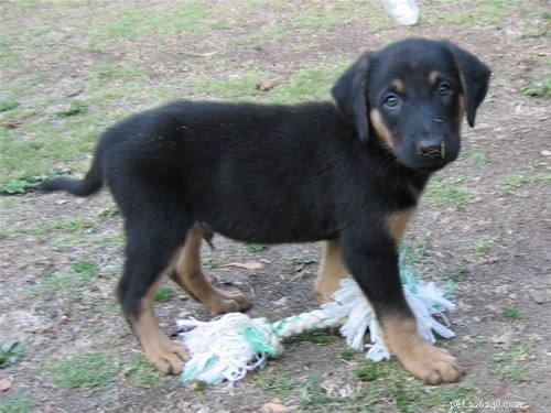 Puppy In Training Timeline – Chapter 4: Raising My Cairn Terrier