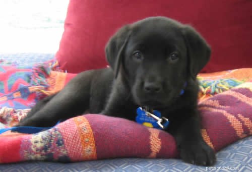 Puppy In Training Timeline – Chapter 4: Raising My Cairn Terrier