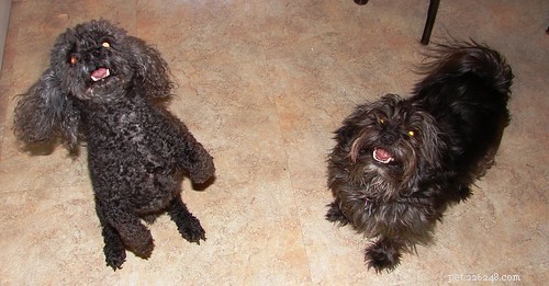 Puppy In Training Timeline – Part 3: The Dog-less Years (1997-2004)