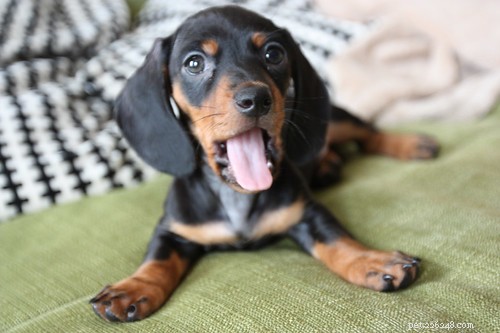 Puppy In Training Timeline – Part 3: The Dog-less Years (1997-2004)