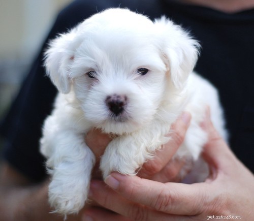 Puppy In Training Timeline – Part 3: The Dog-less Years (1997-2004)