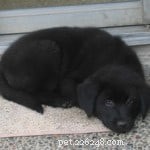 Why Pets Transform Lives: My Journey as a Dedicated Pet Parent