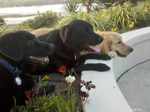 Why Pets Transform Lives: My Journey as a Dedicated Pet Parent