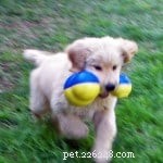 Why Pets Transform Lives: My Journey as a Dedicated Pet Parent