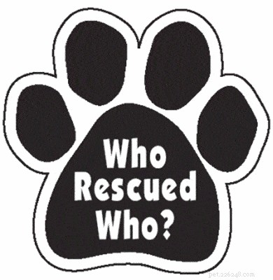 7 Compelling Reasons to Adopt a Rescue Puppy Today