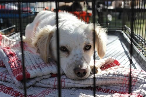 Adopt Your New Best Friend: Find Puppies on PetFinder.com