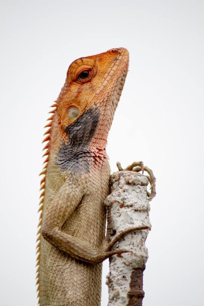 Discover the Role of a Pocket Pet Vet: Quick, Trusted Care for Your Small Pets