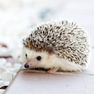 Discover the Role of a Pocket Pet Vet: Quick, Trusted Care for Your Small Pets