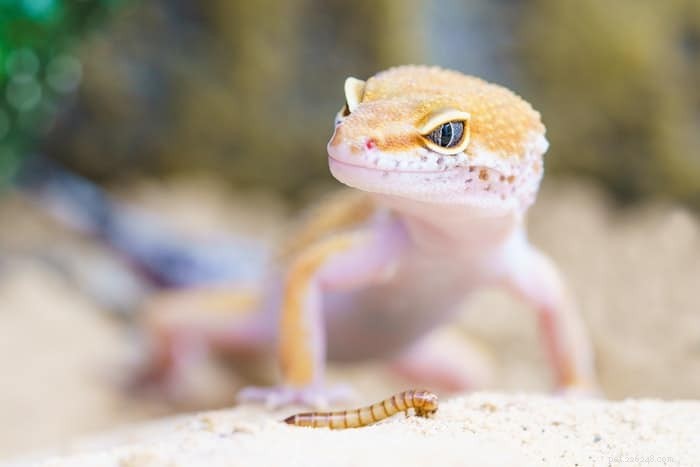 Discover the Role of a Pocket Pet Vet: Quick, Trusted Care for Your Small Pets