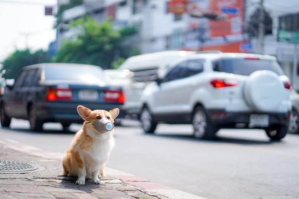Does COVID-19 Affect Dogs? Expert Insights on the Virus’s Impact on Canine Health