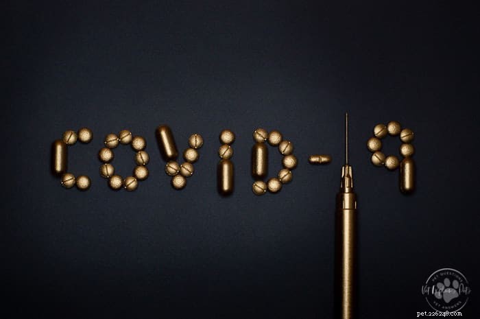 Does COVID-19 Affect Dogs? Expert Insights on the Virus’s Impact on Canine Health