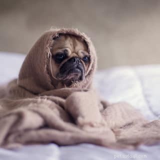 Does COVID-19 Affect Dogs? Expert Insights on the Virus’s Impact on Canine Health
