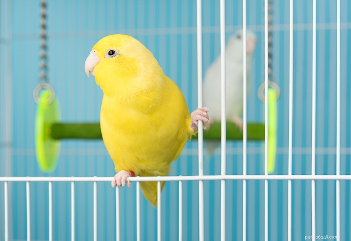 Are Grapes Safe for Birds? Health Impacts and Feeding Guidelines
