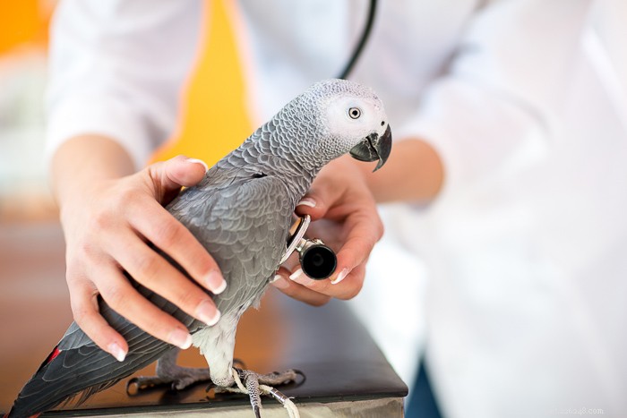 Are Grapes Safe for Birds? Health Impacts and Feeding Guidelines