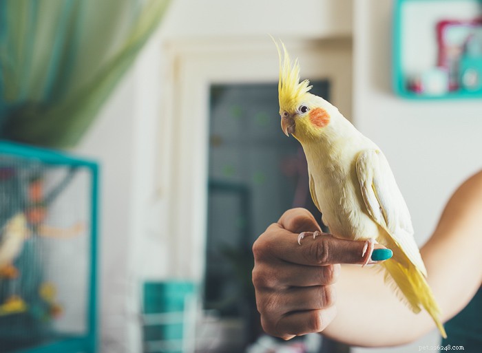 Are Grapes Safe for Birds? Health Impacts and Feeding Guidelines