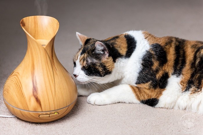 Comfort Zone vs. Feliway: Choosing the Best Cat Pheromone for Calm & Confidence