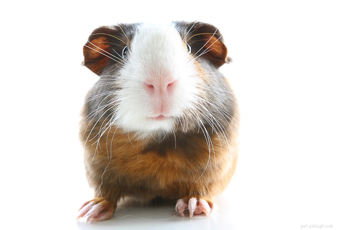 Is Cantaloupe Safe for Guinea Pigs? Feeding Tips & Nutrition
