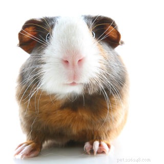 Is Cantaloupe Safe for Guinea Pigs? Feeding Tips & Nutrition