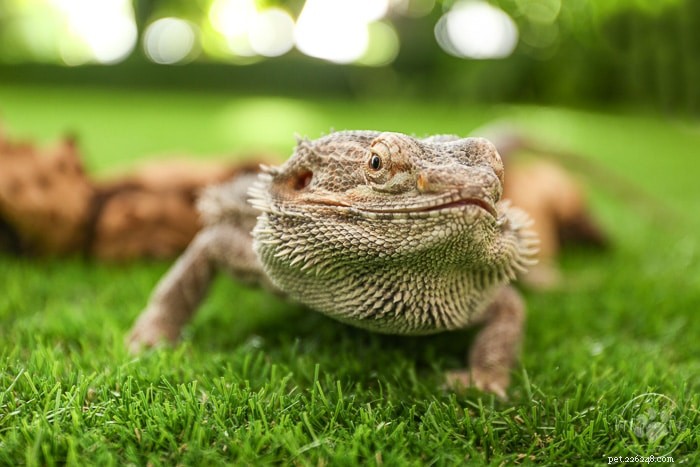 How Long Can Bearded Dragons Withhold Food? Expert Care Tips