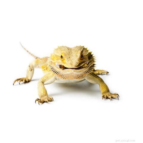 How Long Can Bearded Dragons Withhold Food? Expert Care Tips