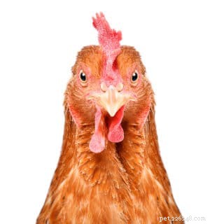Can Chickens Safely Consume Mushrooms? Expert Advice