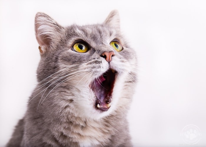 Understanding Feline Stomatitis: Causes, Symptoms, and Treatment