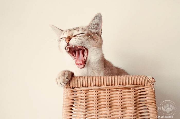 Understanding Feline Stomatitis: Causes, Symptoms, and Treatment