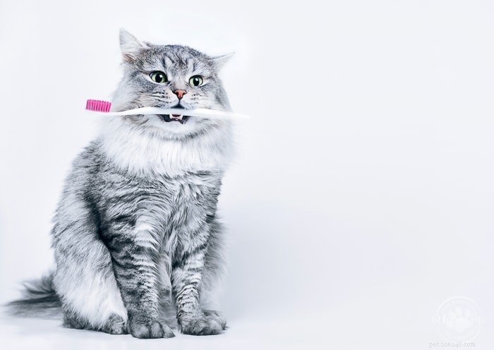 Understanding Feline Stomatitis: Causes, Symptoms, and Treatment