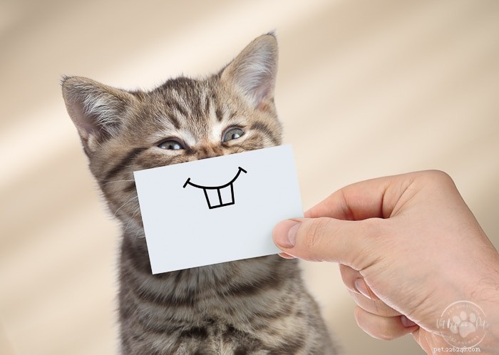 Understanding Feline Stomatitis: Causes, Symptoms, and Treatment