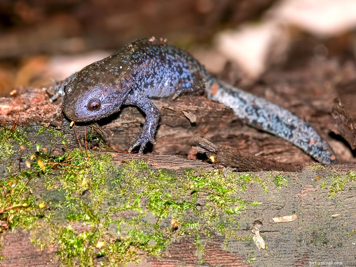 Mole Salamanders: A Comprehensive Guide to Their Suitability as Pets