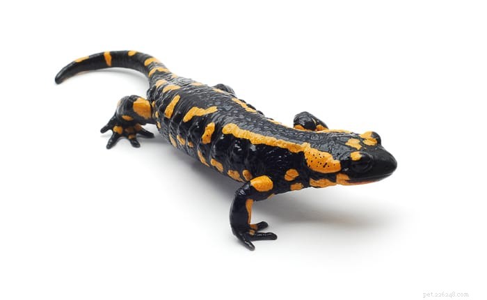 Mole Salamanders: A Comprehensive Guide to Their Suitability as Pets