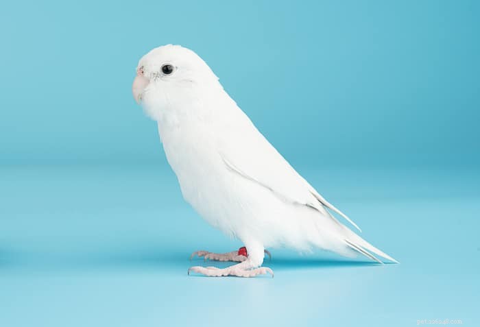 Albino vs Lutino Budgies: Key Differences Explained