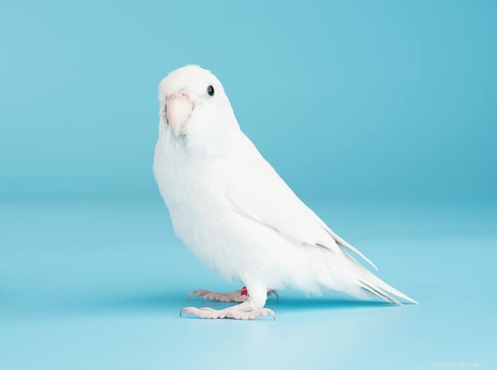 Albino vs Lutino Budgies: Key Differences Explained