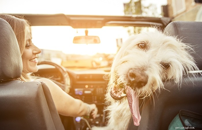 What Causes Dogs to Pant in Cars — A Guide to Safety & Comfort