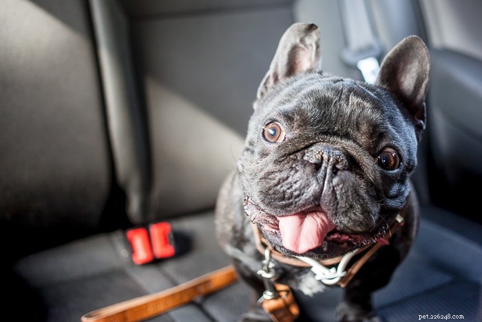 What Causes Dogs to Pant in Cars — A Guide to Safety & Comfort
