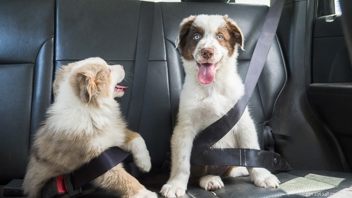 What Causes Dogs to Pant in Cars — A Guide to Safety & Comfort