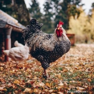 Are Chickens Safe to Feed Celery? Nutritional Benefits & Tips