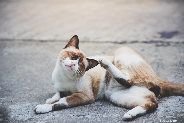 Understanding Feline Miliary Dermatitis: Causes, Symptoms & Treatment