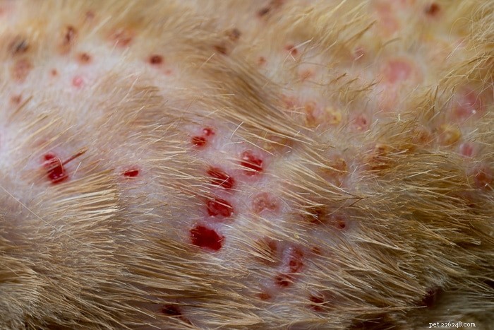 Understanding Feline Miliary Dermatitis: Causes, Symptoms & Treatment