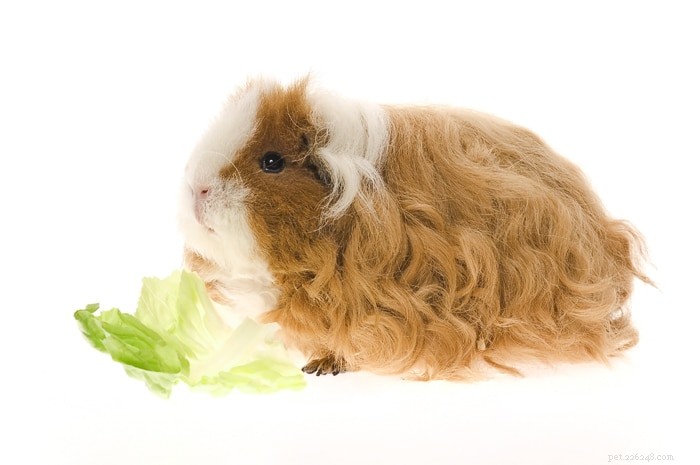 Texel Guinea Pig Explained: Traits, Care, and Popularity