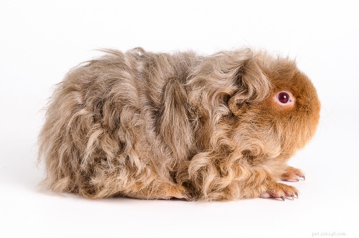 Texel Guinea Pig Explained: Traits, Care, and Popularity