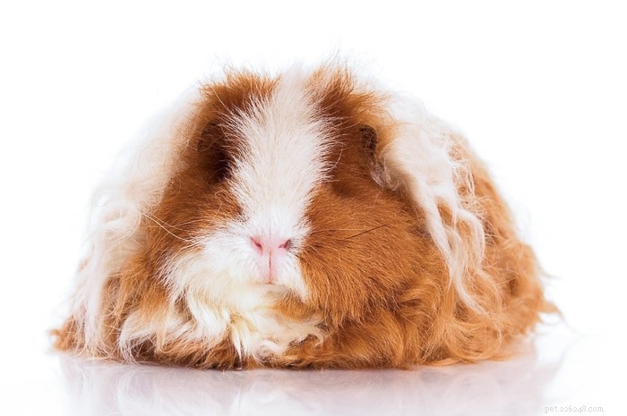 Texel Guinea Pig Explained: Traits, Care, and Popularity
