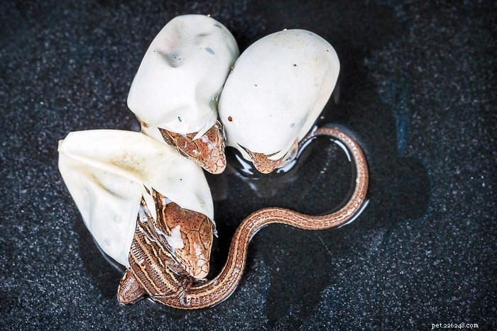 Essential Guide to Bearded Dragon Egg Care: Everything You Need to Know