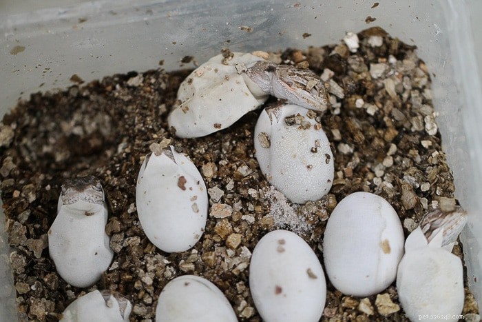 Essential Guide to Bearded Dragon Egg Care: Everything You Need to Know
