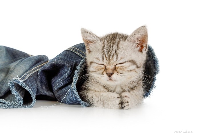 Understanding Feline Radial Hypoplasia: Causes, Symptoms, and Care