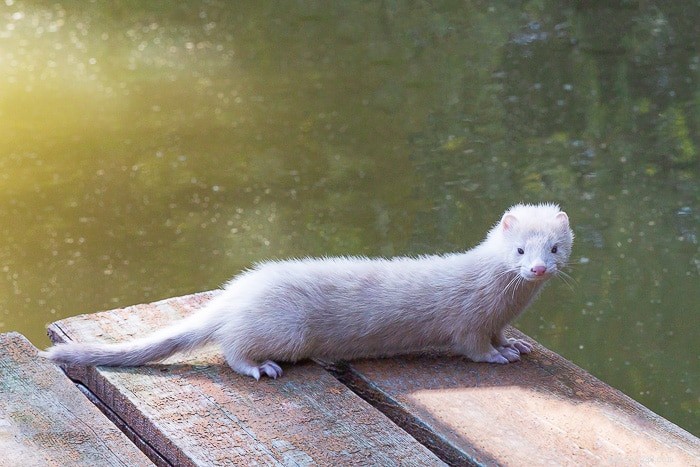 Can Ferrets Swim? Understanding Their Aquatic Abilities and Care Tips