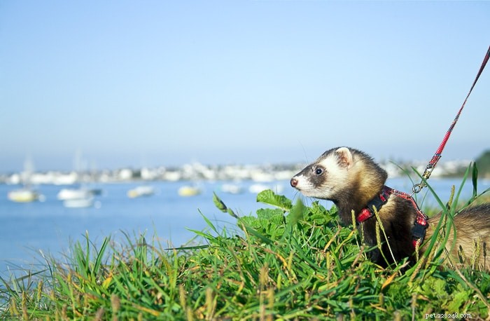 Can Ferrets Swim? Understanding Their Aquatic Abilities and Care Tips