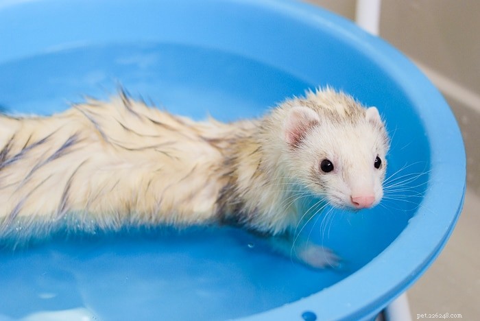 Can Ferrets Swim? Understanding Their Aquatic Abilities and Care Tips